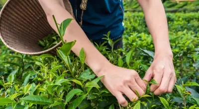 Peluang Usaha di Desa: Potensi dan Tantangan Berbisnis di Pedesaan