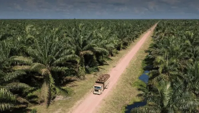 Kebun kelapa sawit PT Bakrie Sumatera Plantations Tbk (UNSP)